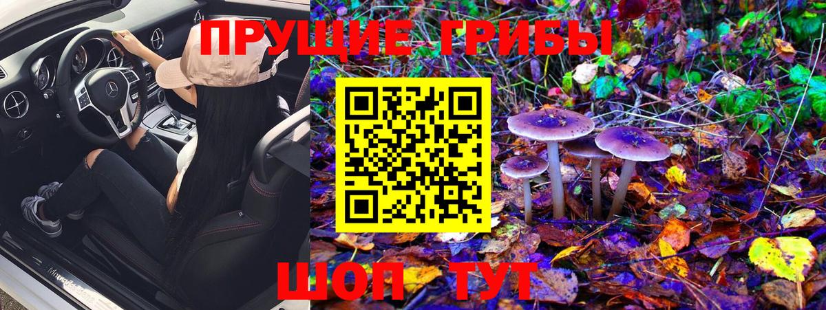 Псилоцибиновые грибы Cubensis  Вход с VPN  как найти   Ковров 
